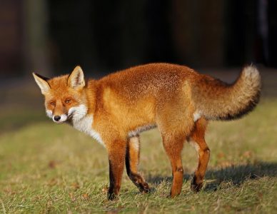 WIOSENNA AKCJA SZCZEPIEŃ LISÓW