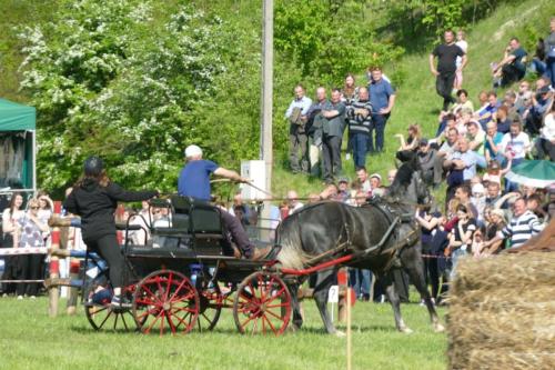 20190519-zawody-konne-29